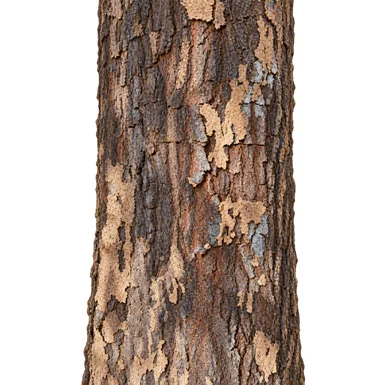 Garcinia indica bark
