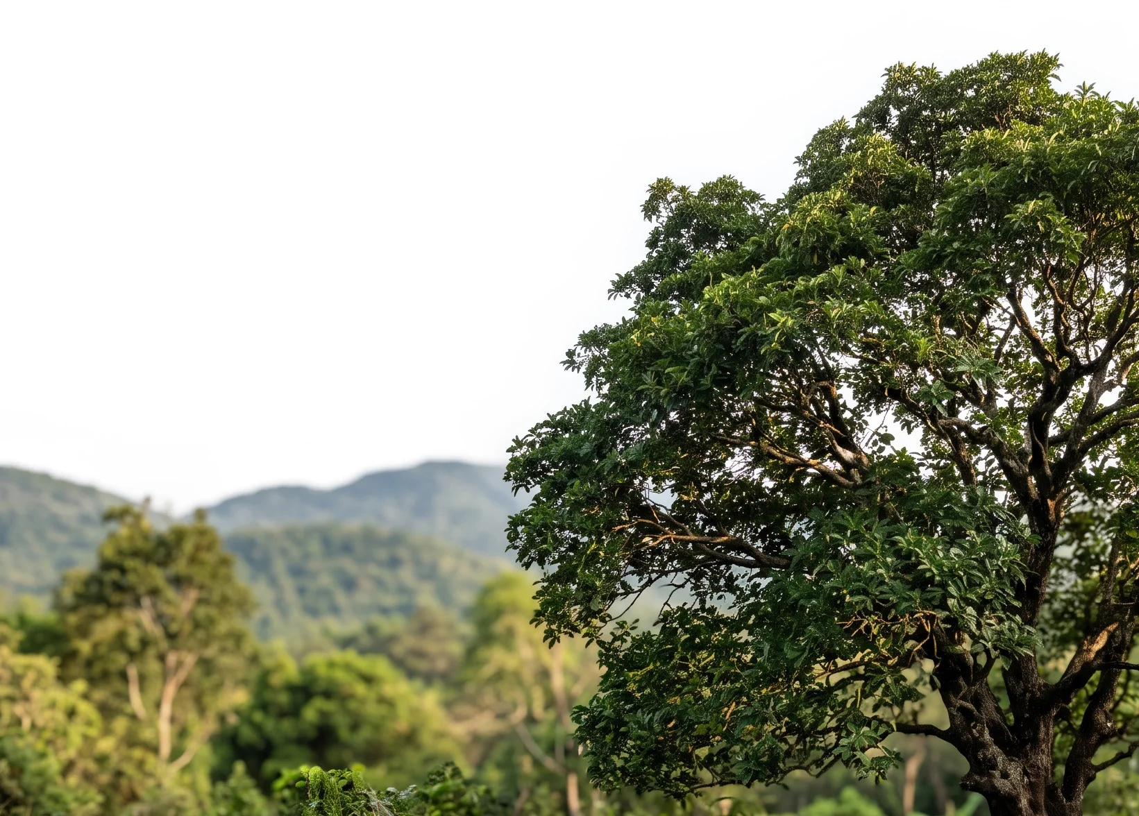 Goa Butter Tree