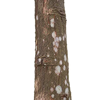Garcinia xanthochymus bark