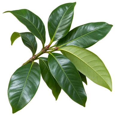 Garcinia xanthochymus leaves
