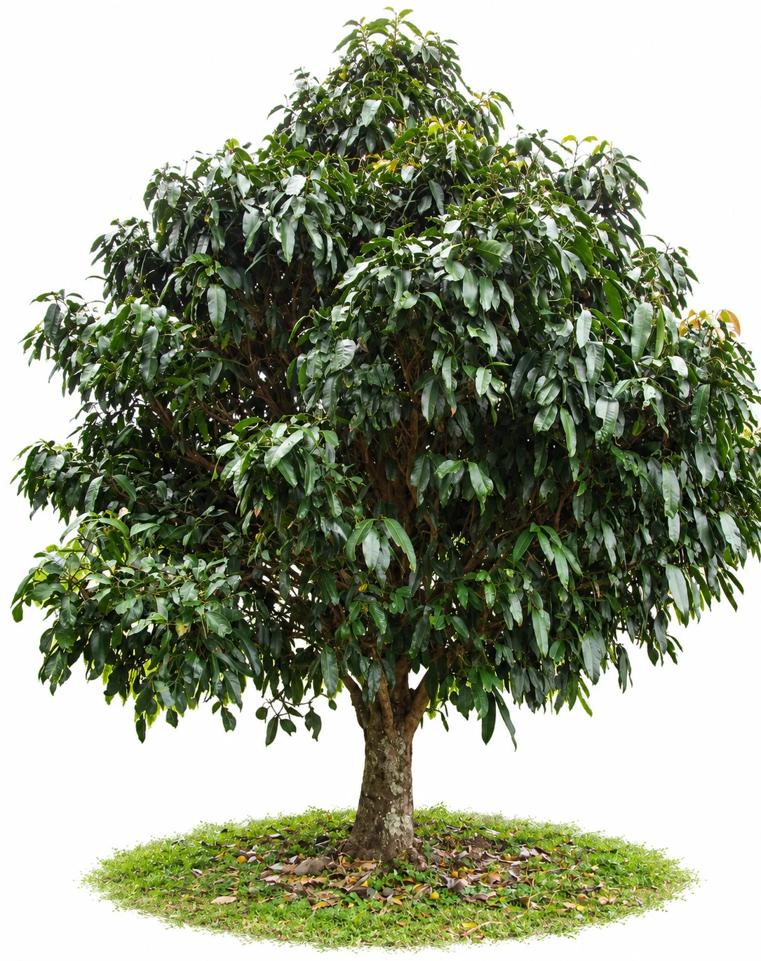 Himalayan Garcinia