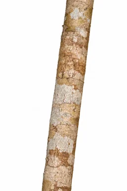 Gardenia jasminoides bark