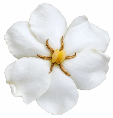 Gardenia jasminoides flower