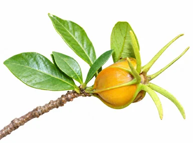 Gardenia jasminoides fruit / seeds