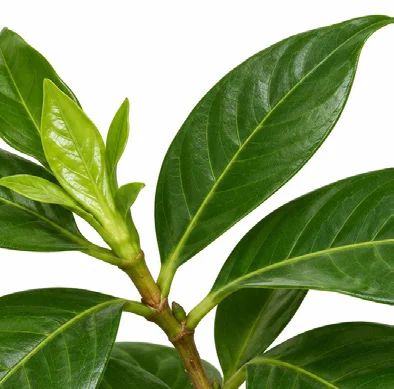 Gardenia jasminoides leaves