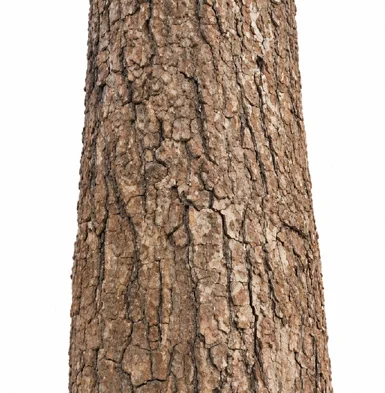 Garuga pinnata bark