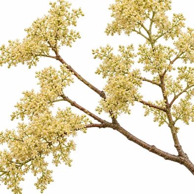 Garuga pinnata flower