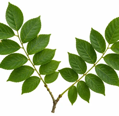 Garuga pinnata leaves