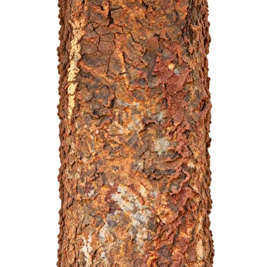 Glycosmis pentaphylla bark