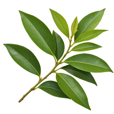 Glycosmis pentaphylla leaves