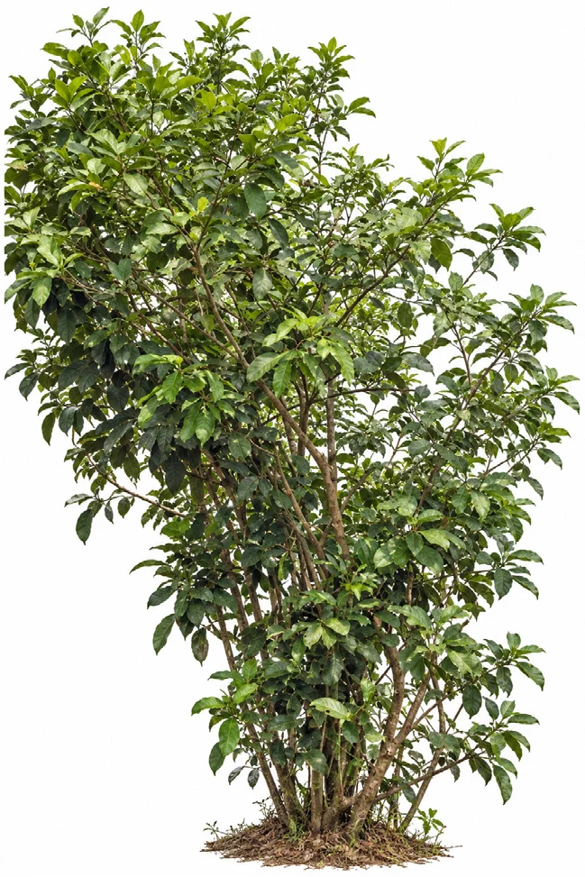Gin Berry