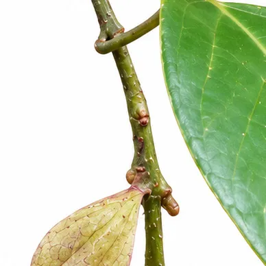 Gmelina philippensis bark