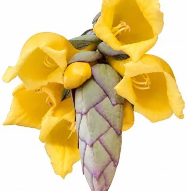 Gmelina philippensis flower