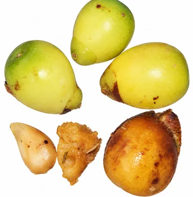 Gmelina philippensis fruit / seeds
