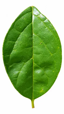 Gmelina philippensis leaves