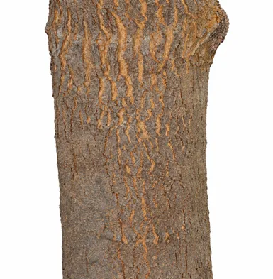 Grevillea robusta bark