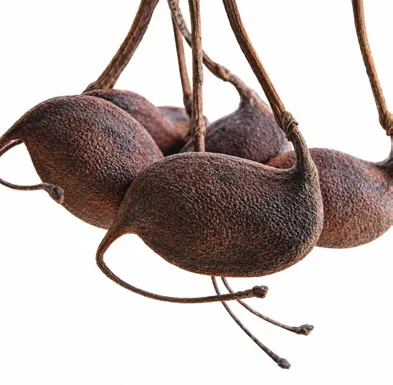 Grevillea robusta fruit / seeds
