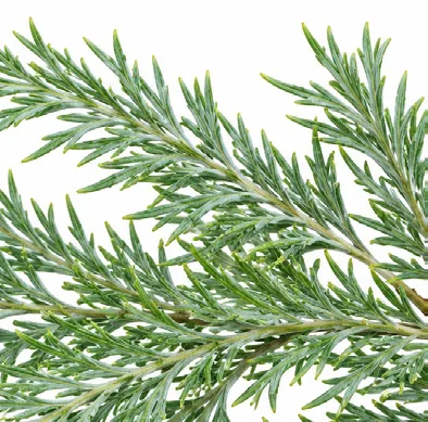 Grevillea robusta leaves