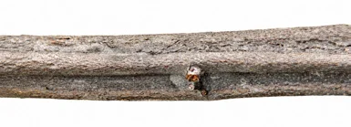Grewia flavescens bark