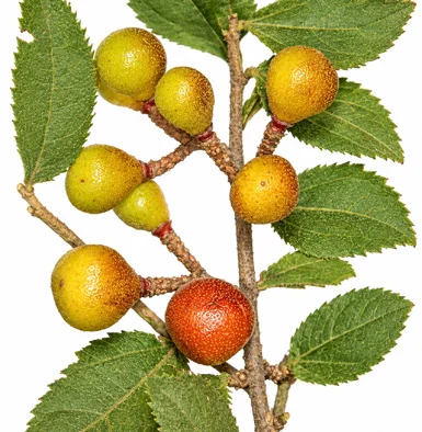 Grewia flavescens fruit / seeds