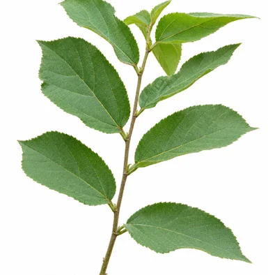 Grewia flavescens leaves