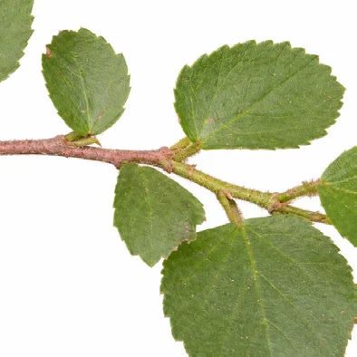 Grewia tenax bark