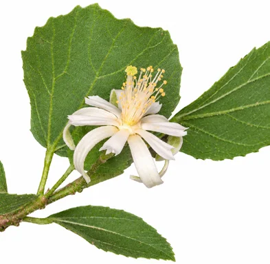 Grewia tenax flower