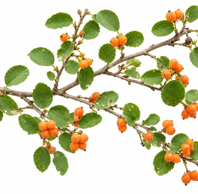 Grewia tenax fruit / seeds