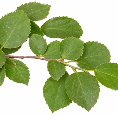 Grewia tenax leaves