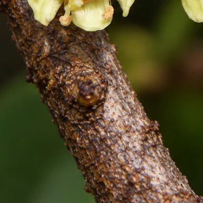 Gymnosporia rothiana bark