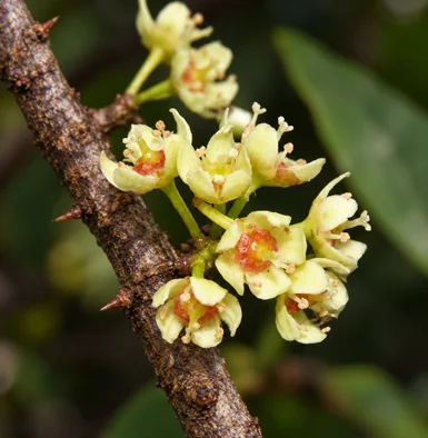 Gymnosporia rothiana flower
