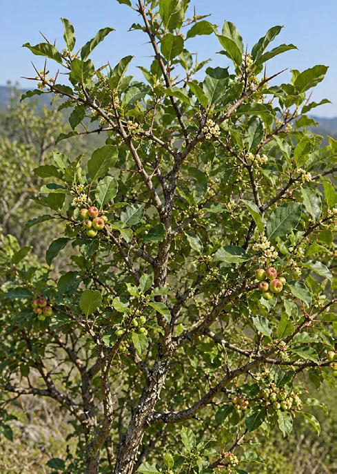 Deccan Spike Thorn