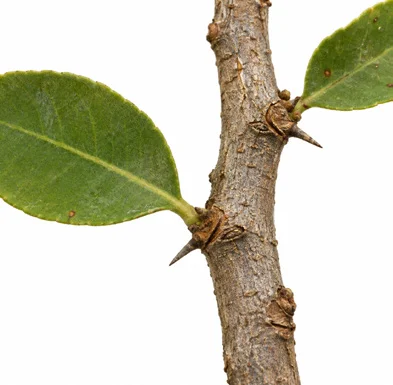 Gymnosporia senegalensis bark