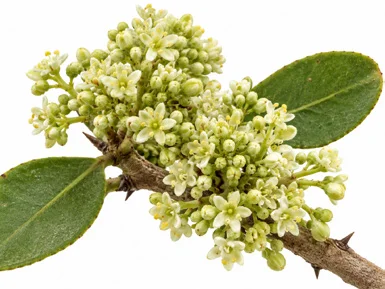 Gymnosporia senegalensis flower