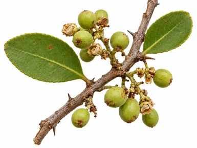 Gymnosporia senegalensis fruit / seeds