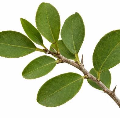Gymnosporia senegalensis leaves