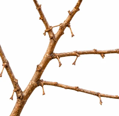 Helicteres isora bark