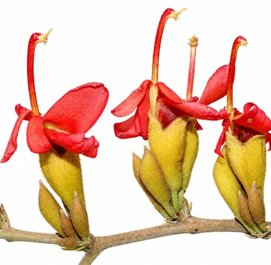 Helicteres isora flower