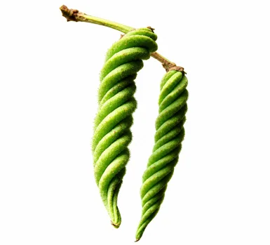 Helicteres isora fruit / seeds