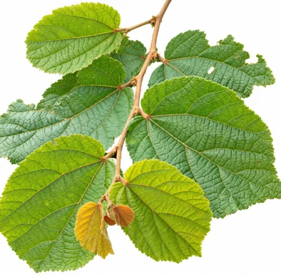 Helicteres isora leaves