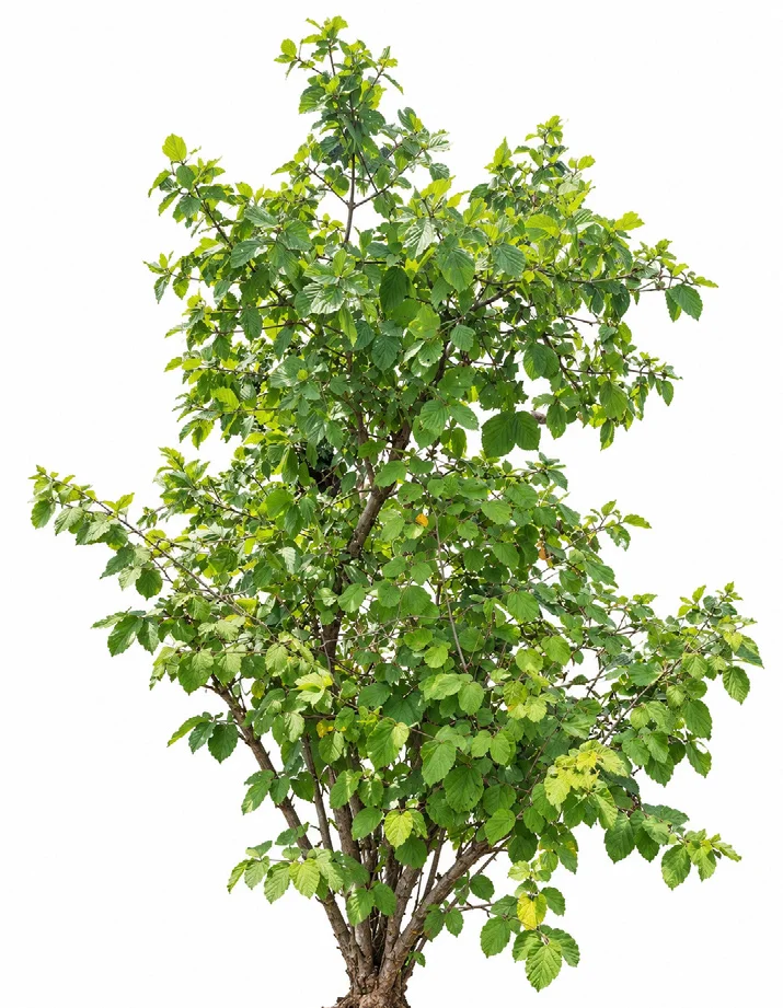 Indian screw tree