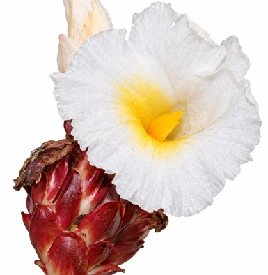 Hellenia speciosa flower
