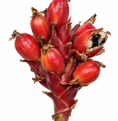Hellenia speciosa fruit / seeds