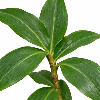 Hellenia speciosa leaves