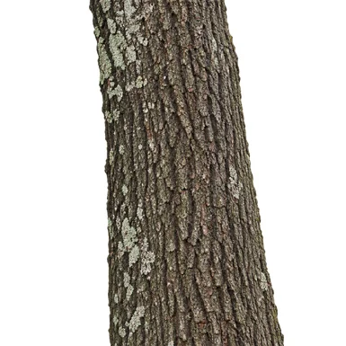 Heynea trijuga bark