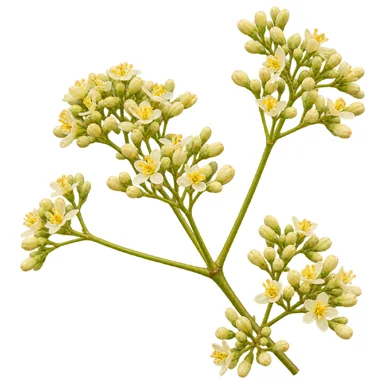 Heynea trijuga flower