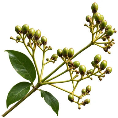 Heynea trijuga fruit / seeds