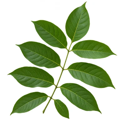 Heynea trijuga leaves