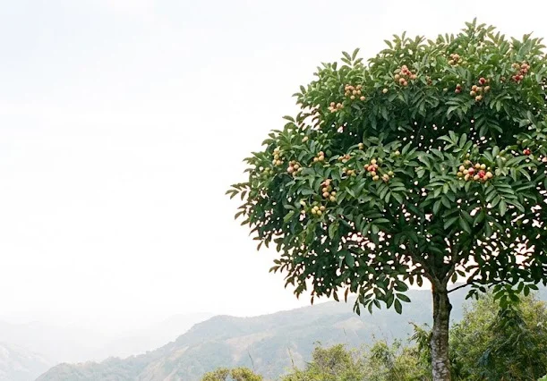 Indian Heynea