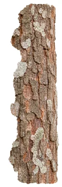 Holigarna arnottiana bark
